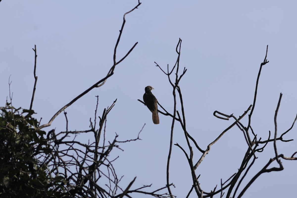 オニカッコウ - ML644500959