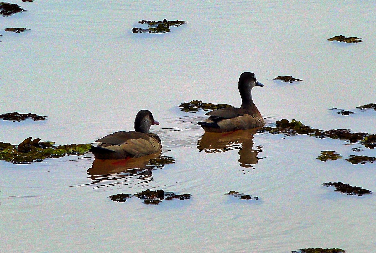 Brazilian Teal - ML644500960