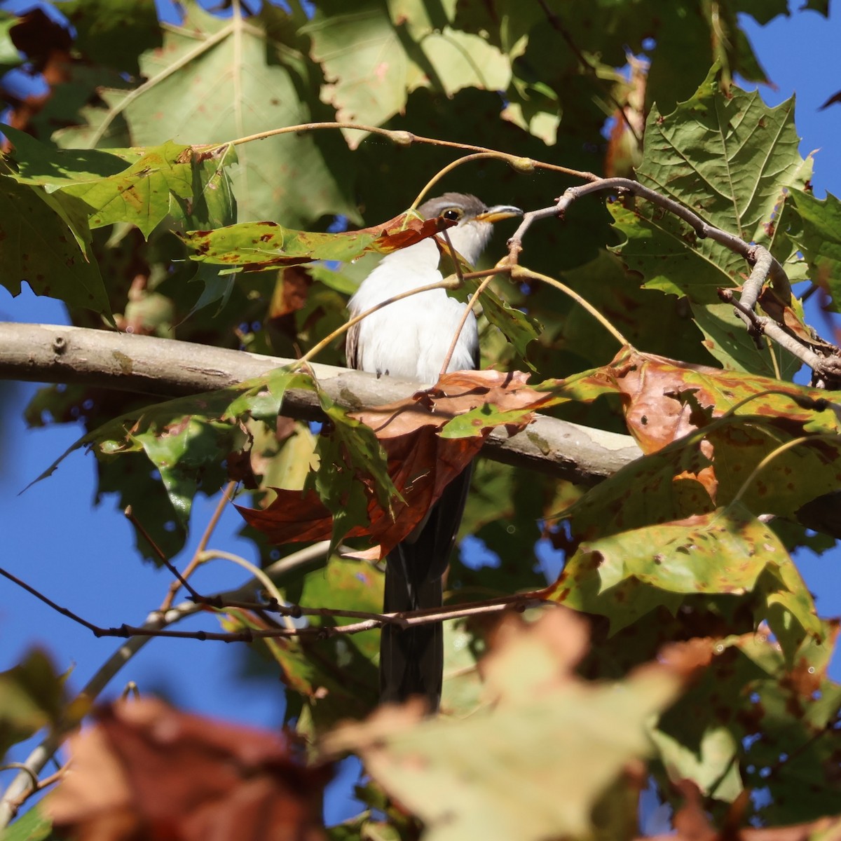 Yellow-billed Cuckoo - ML644500976