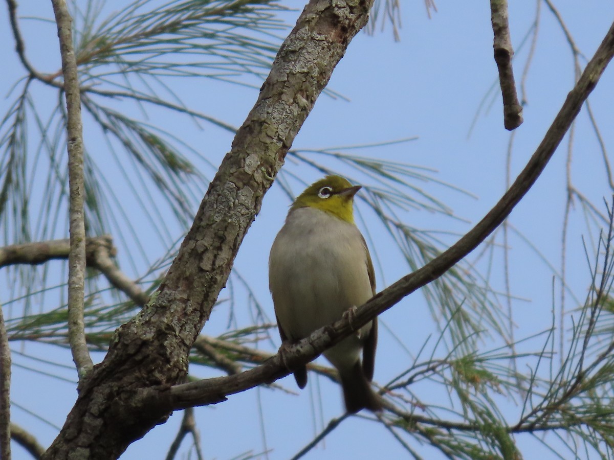 Silvereye - ML644501008