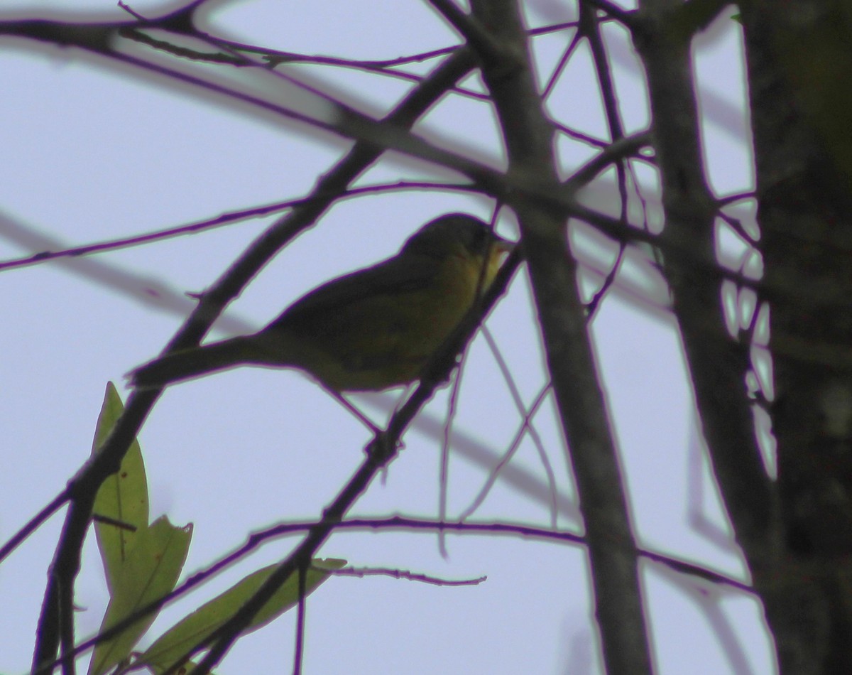 Paruline voilée - ML644501009