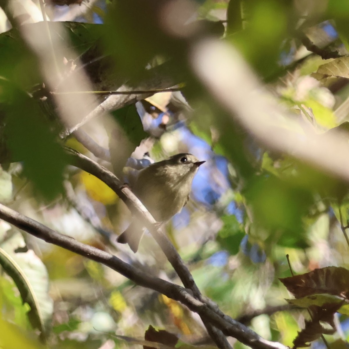 Ruby-crowned Kinglet - ML644501015