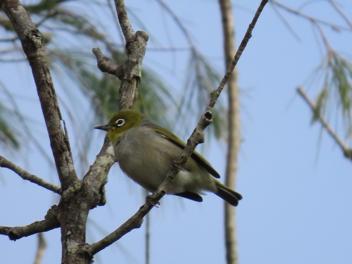 Silvereye - ML644501022