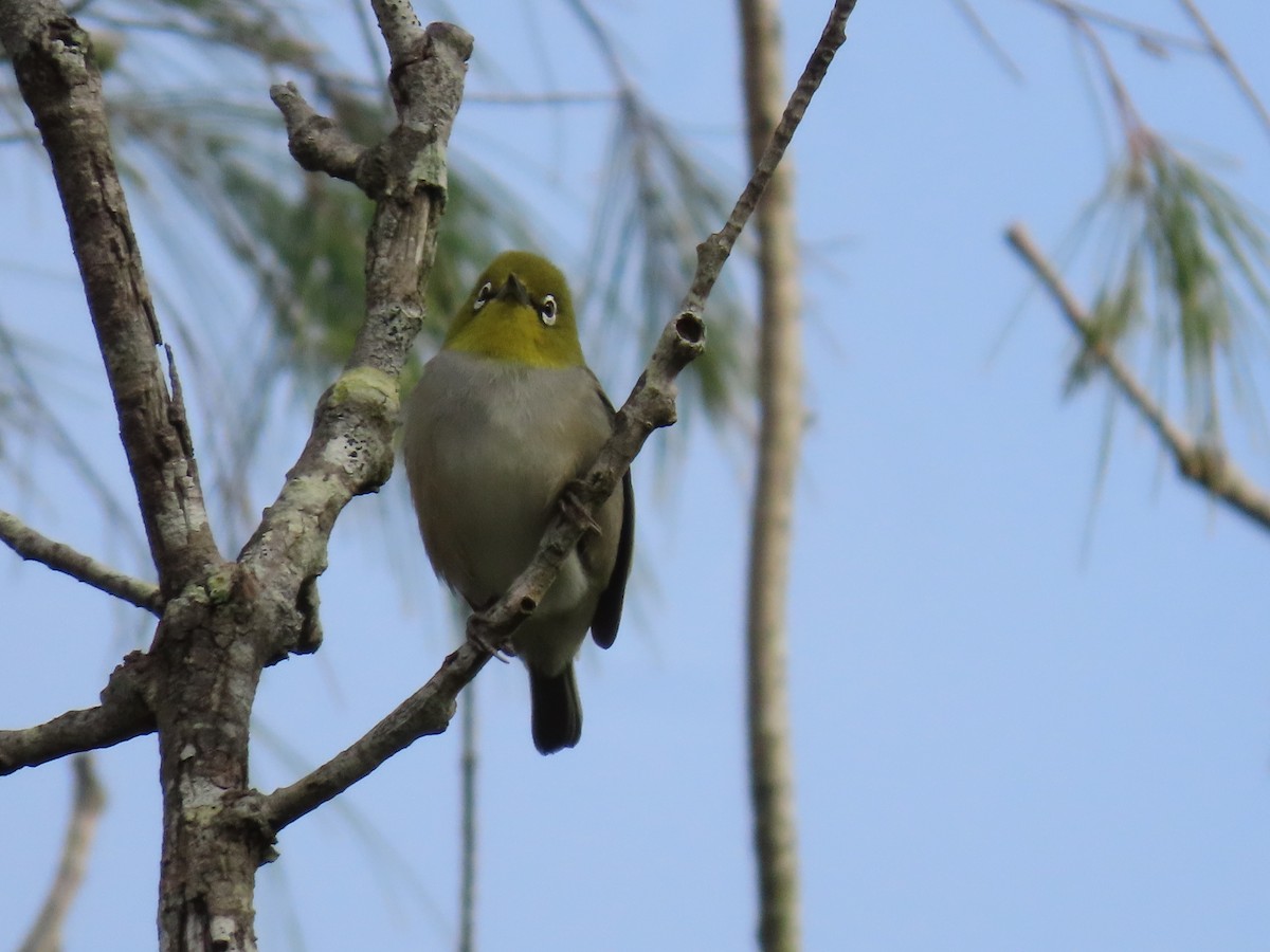 Silvereye - ML644501028