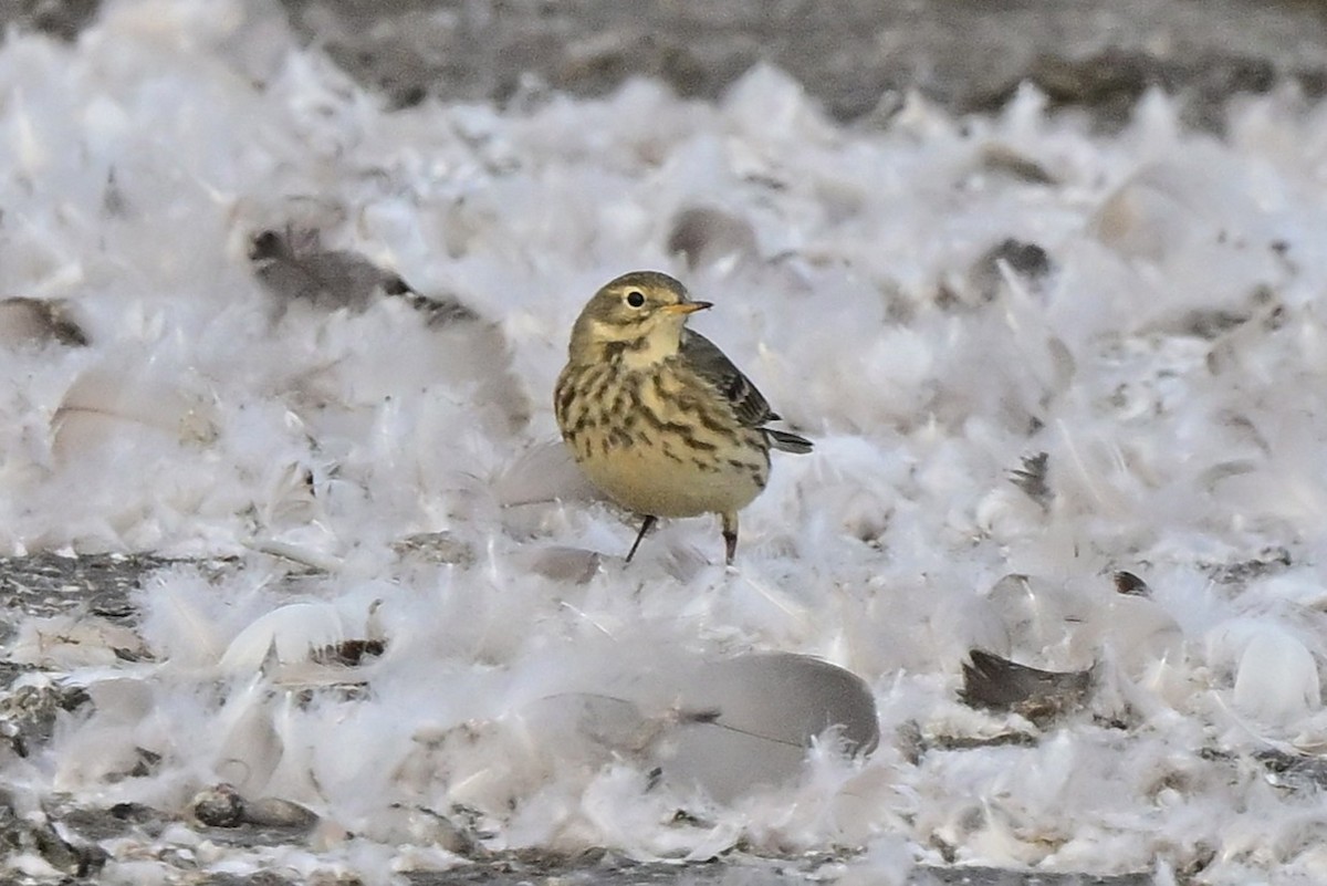 American Pipit - ML644501035