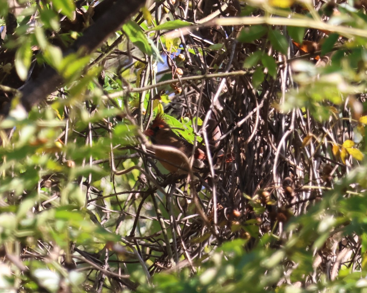 kardinál červený - ML644501036