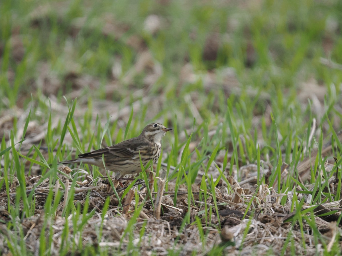 American Pipit - ML644501039