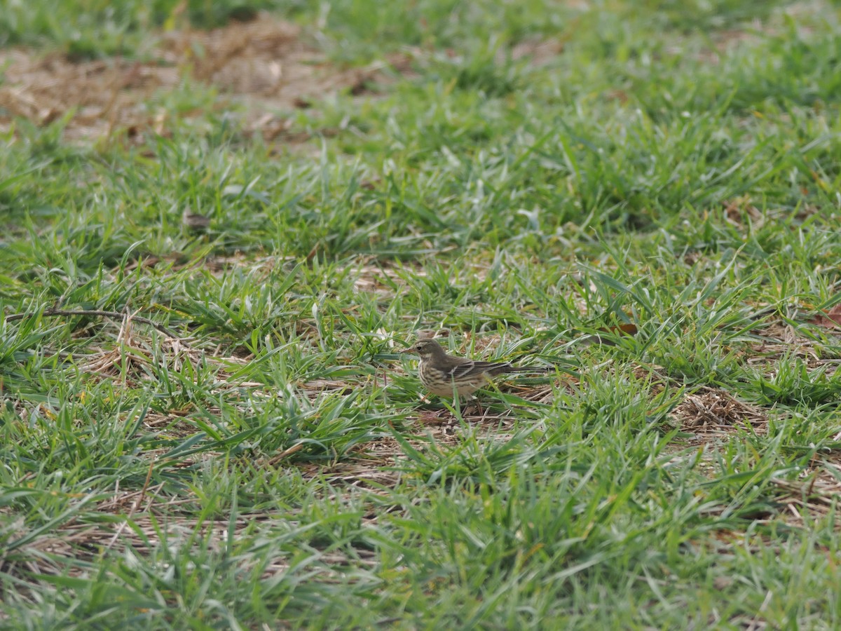 American Pipit - ML644501040