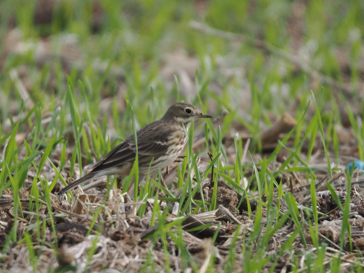 American Pipit - ML644501041