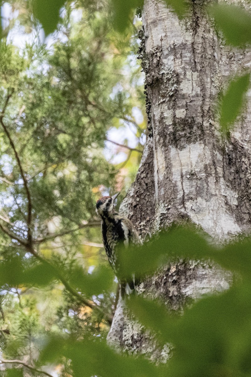 Sarı Karınlı Ağaçkakan - ML644501044