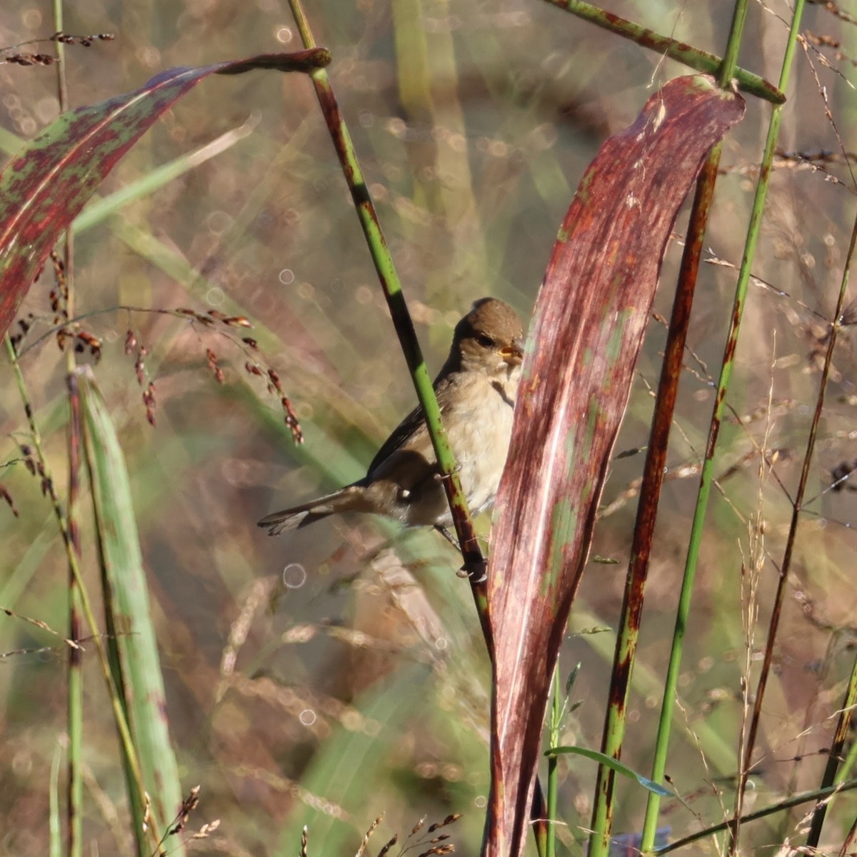 Индиговый колорин - ML644501046