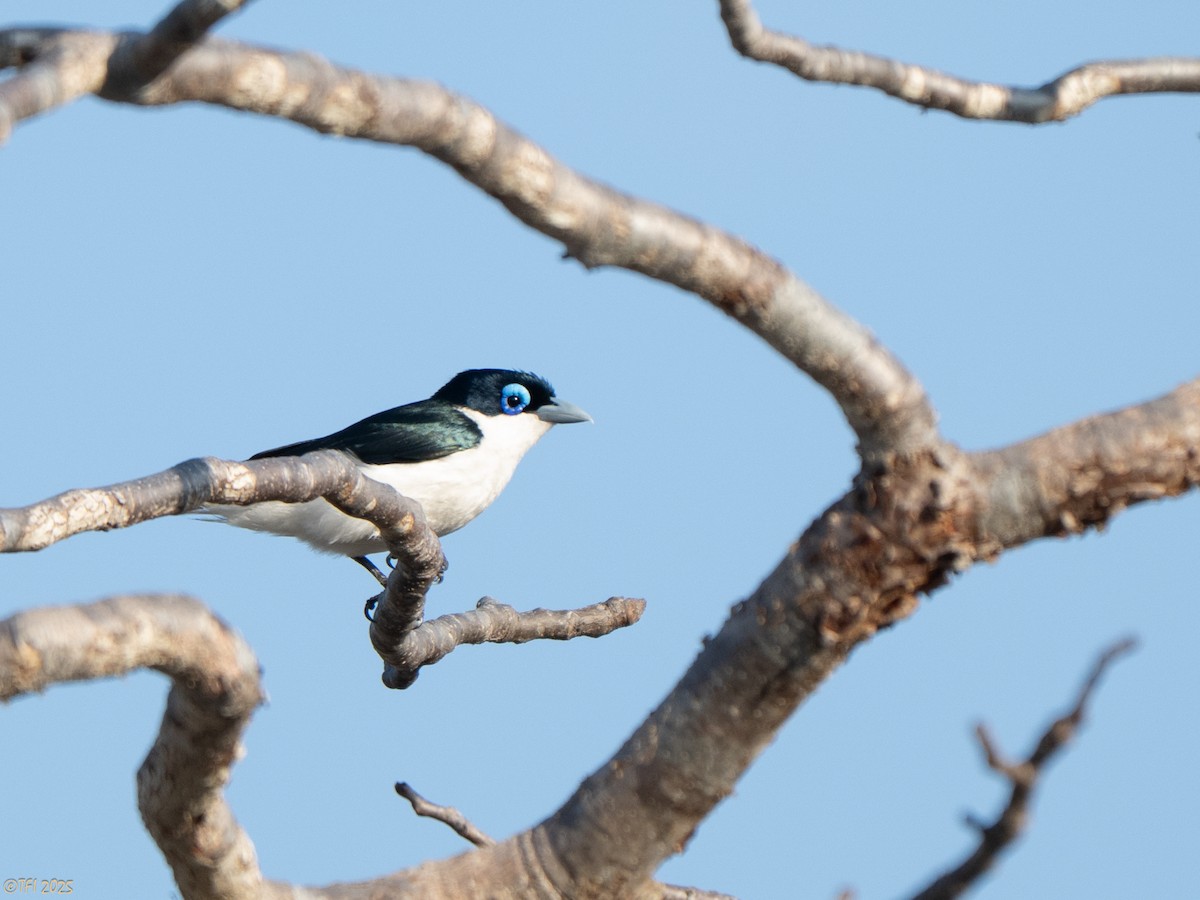 チェバートオオハシモズ - ML644501052