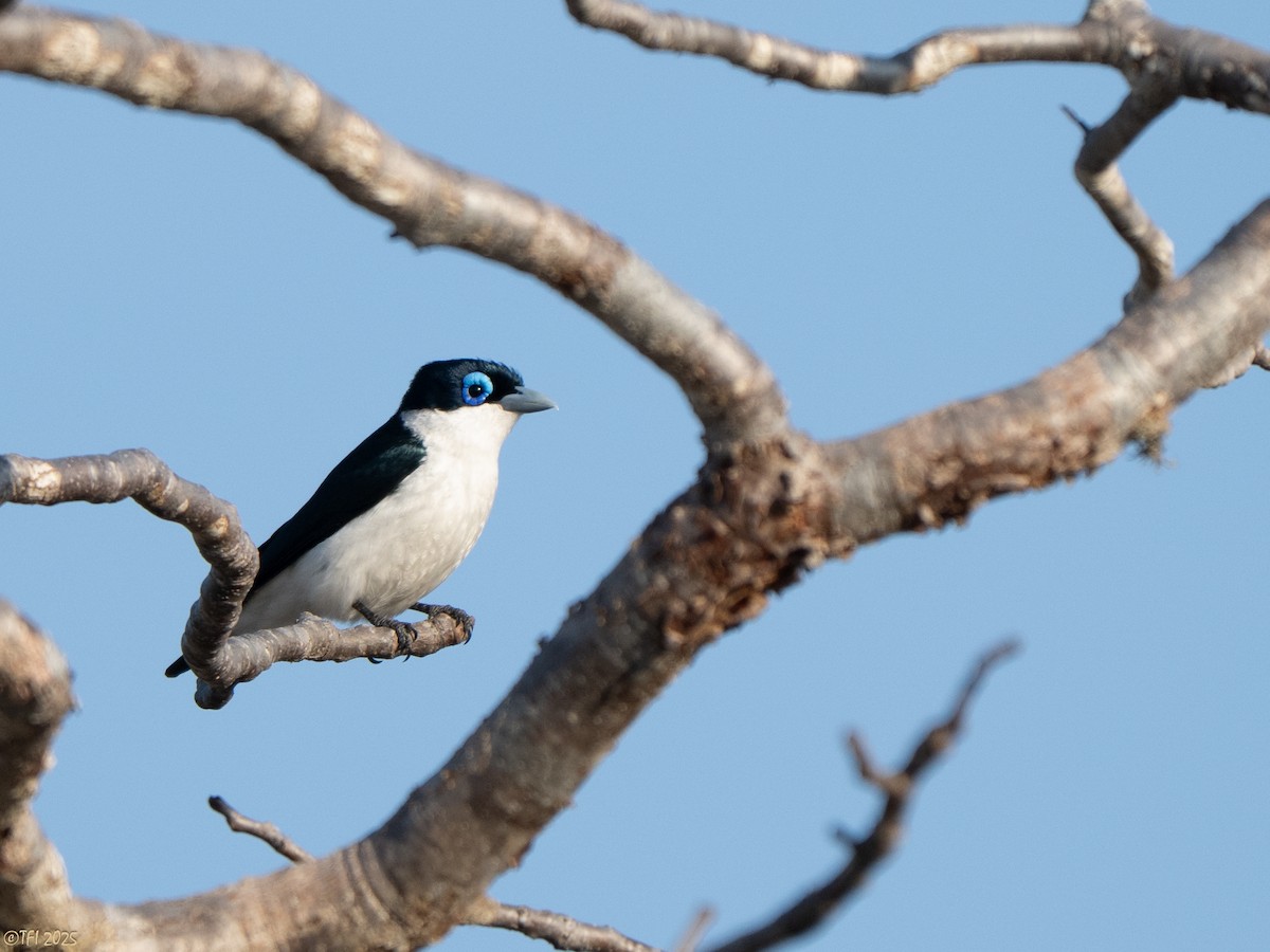 チェバートオオハシモズ - ML644501055