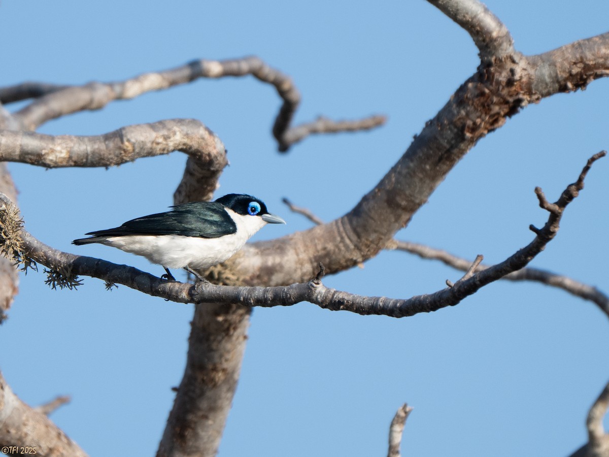 チェバートオオハシモズ - ML644501067