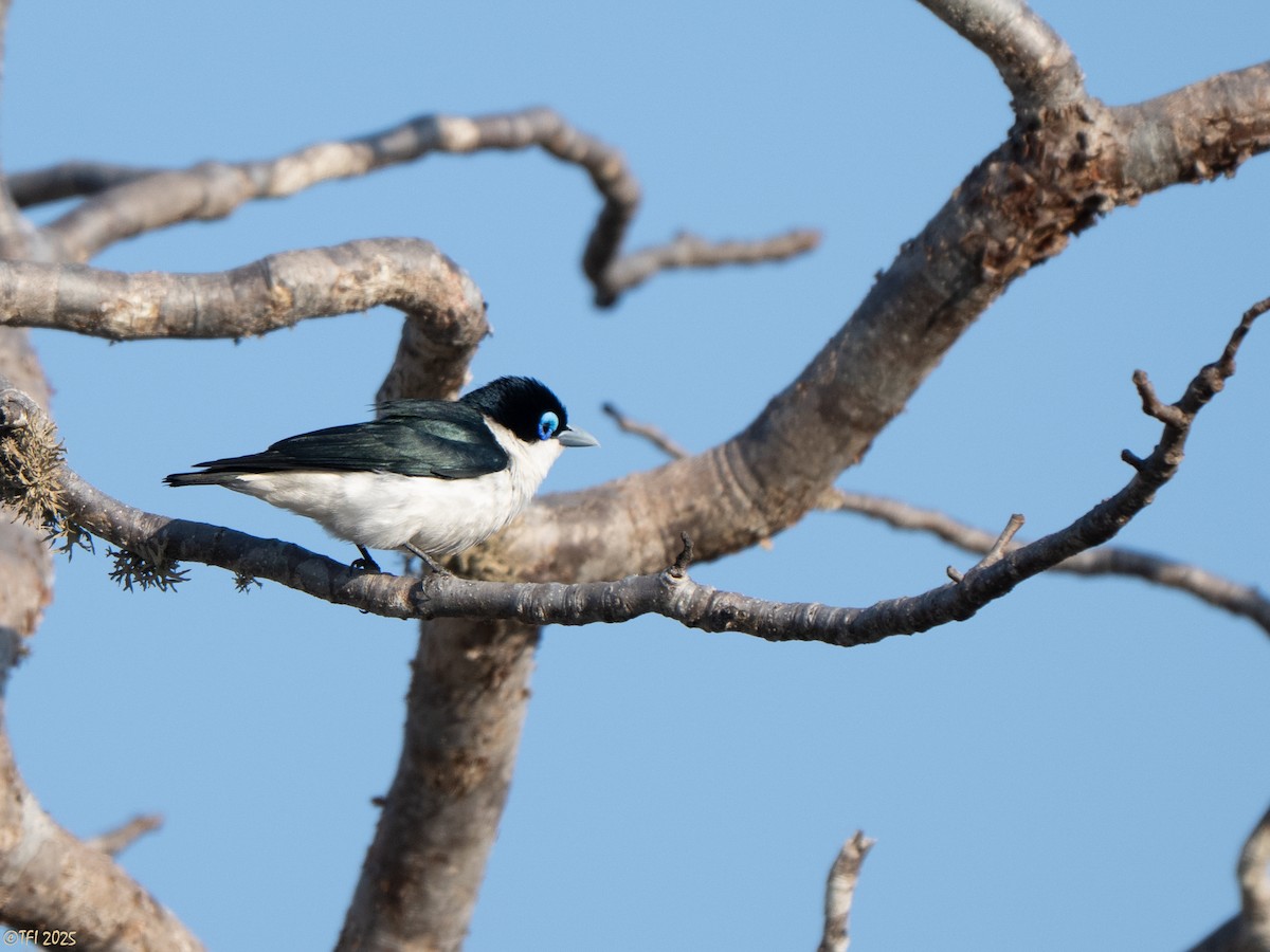 チェバートオオハシモズ - ML644501069