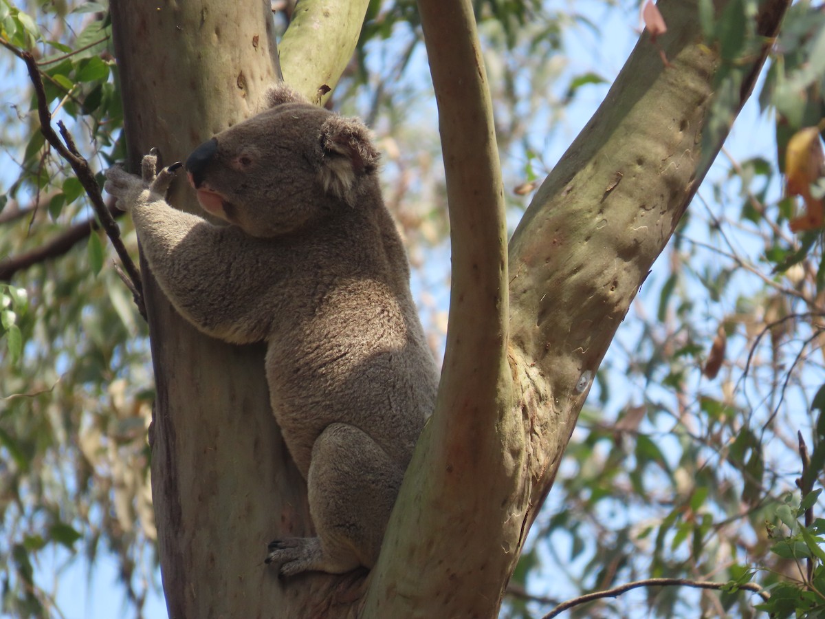 Koala - ML644501073
