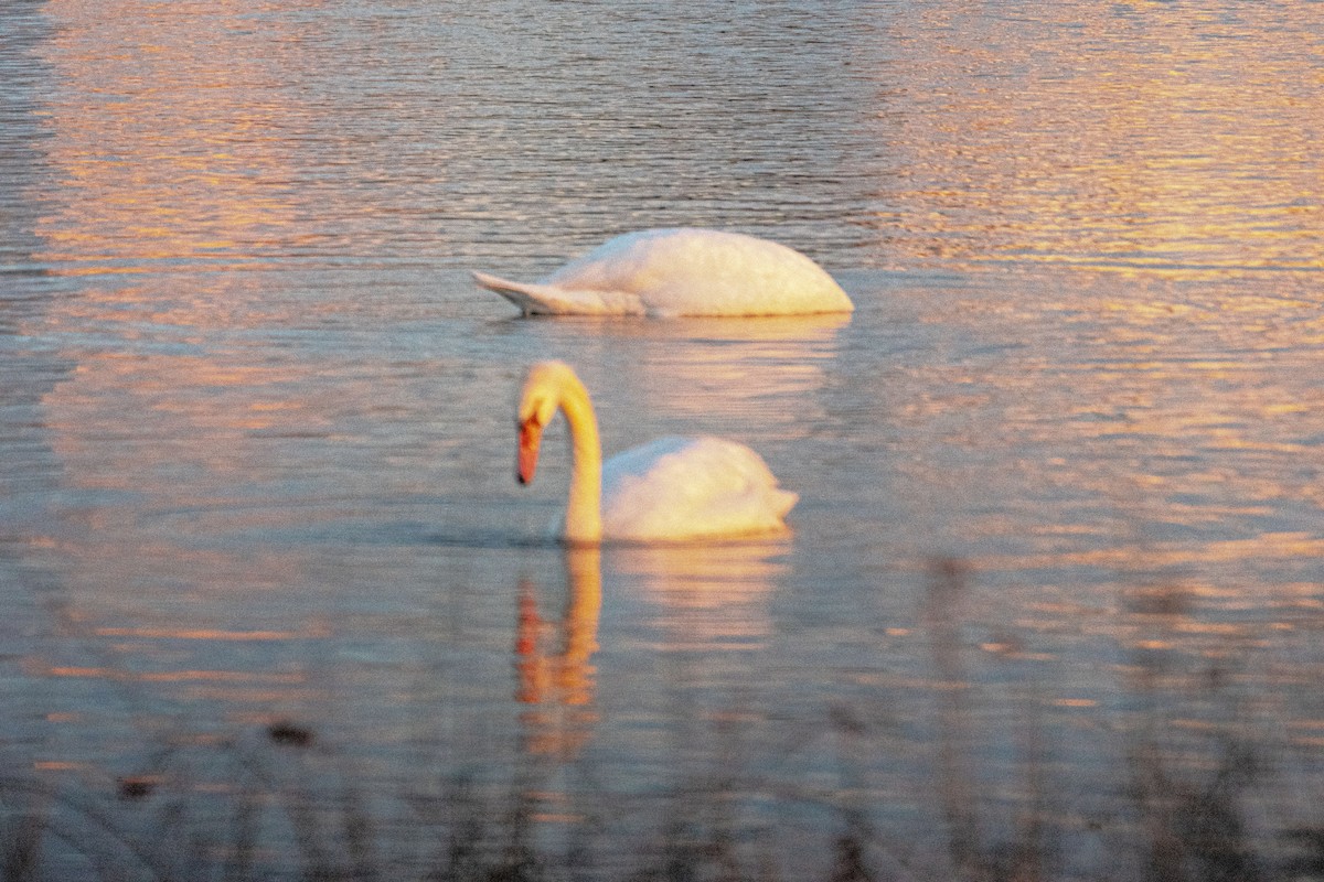 labuť velká - ML644501074