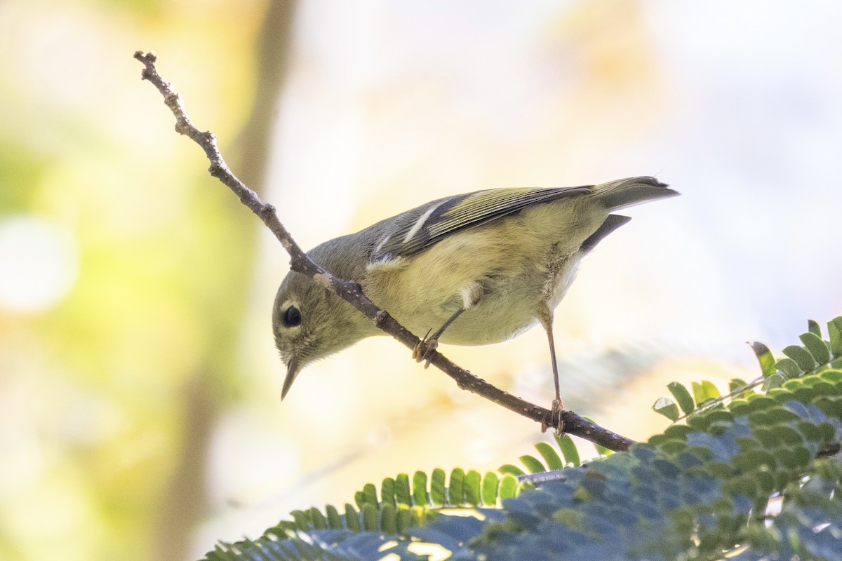 Ruby-crowned Kinglet - ML644501084