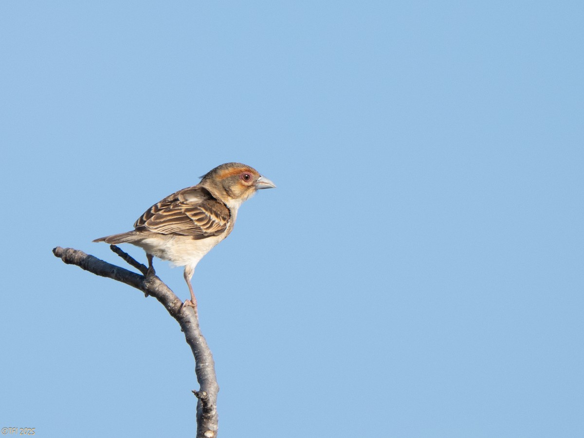 Sakalava Weaver - ML644501088