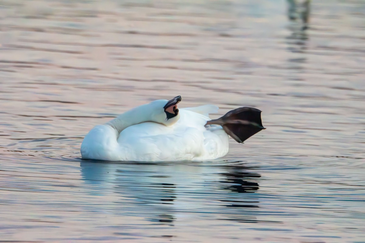 labuť velká - ML644501095