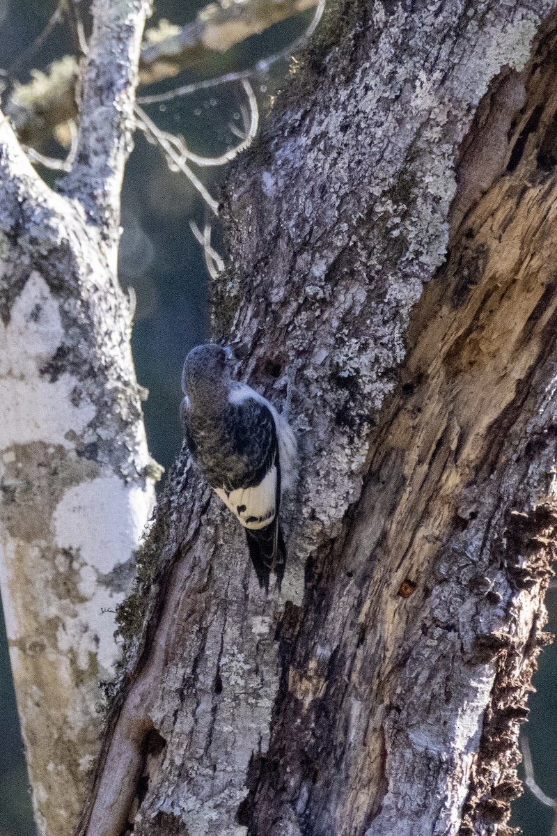 Red-headed Woodpecker - ML644501120