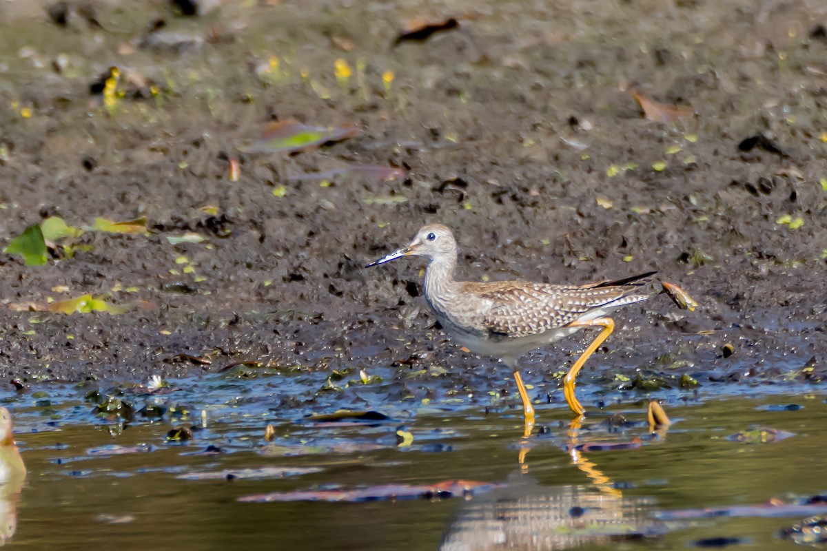 Greater Yellowlegs - ML644501126