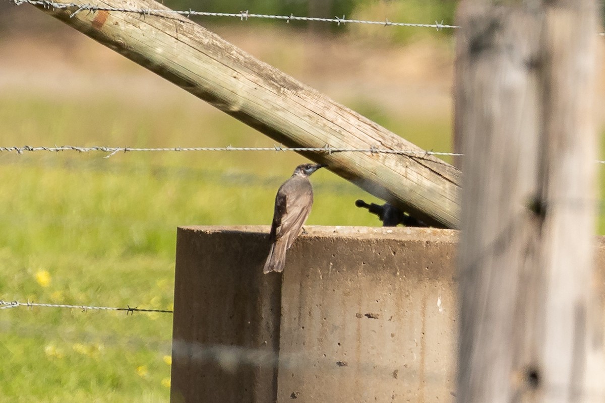 Little Friarbird - ML644501136