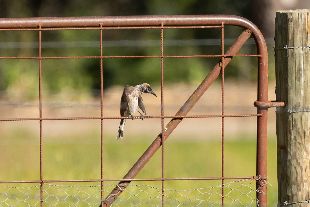 Little Friarbird - ML644501137