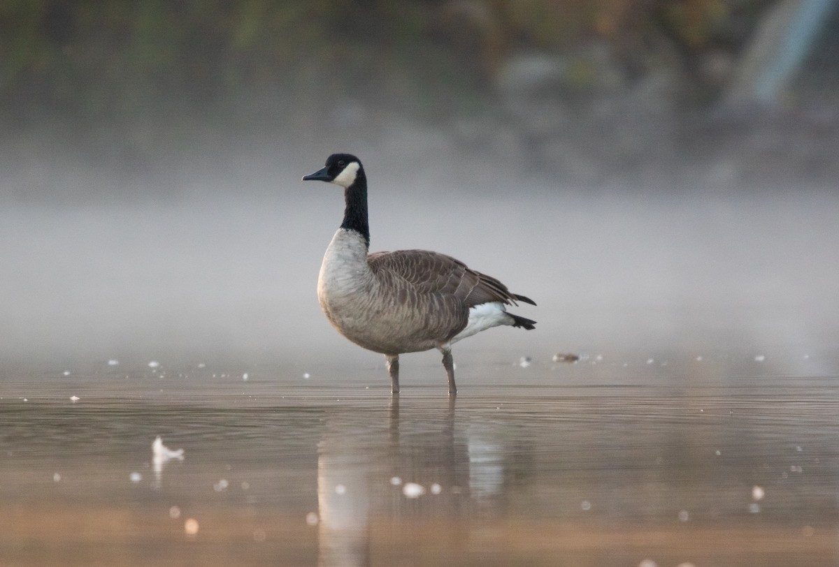 Bernache du Canada - ML644501141