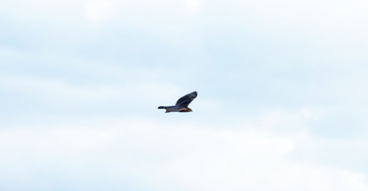 Northern Harrier - ML644501143