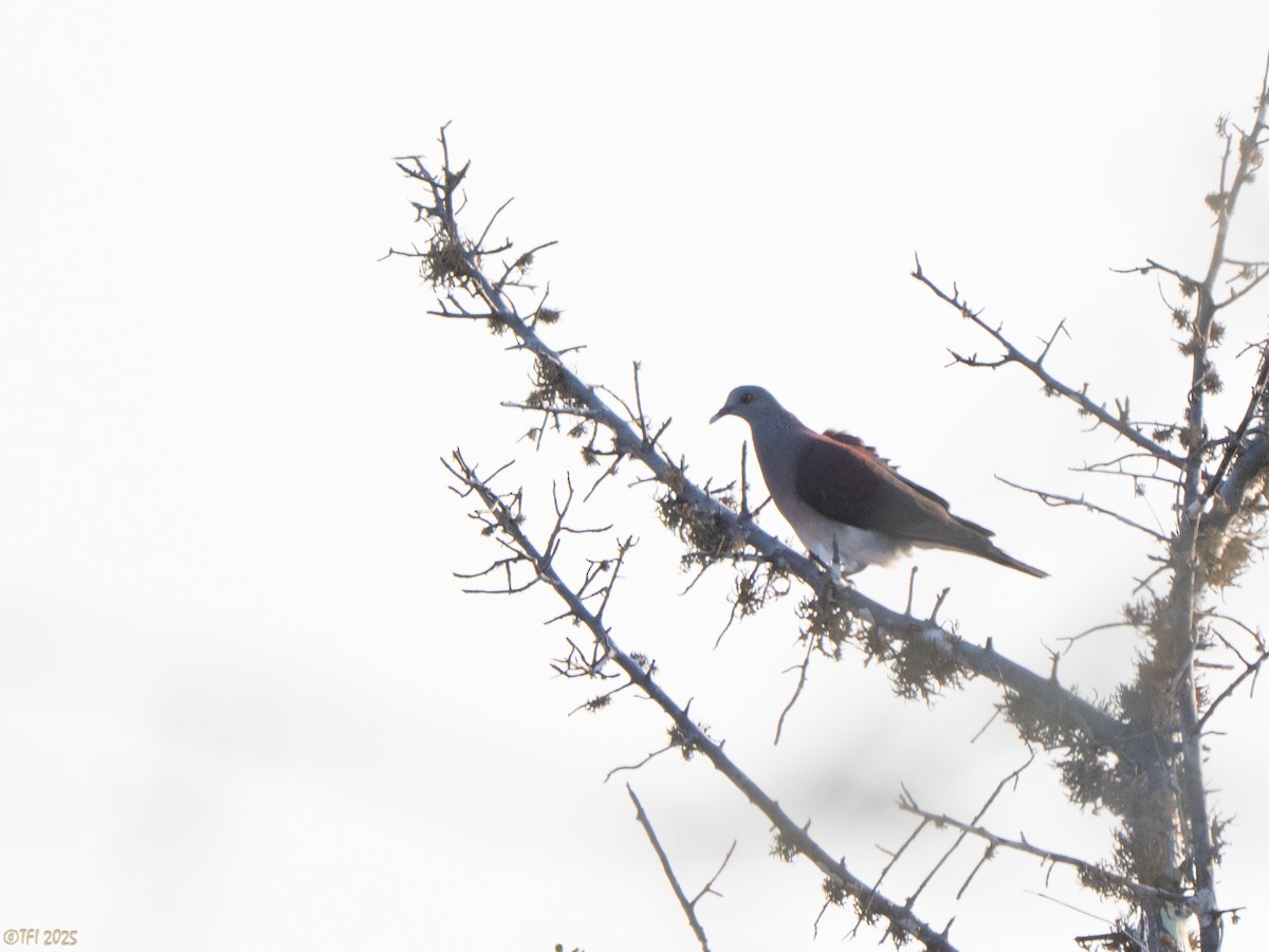 Горлиця мадагаскарська - ML644501146