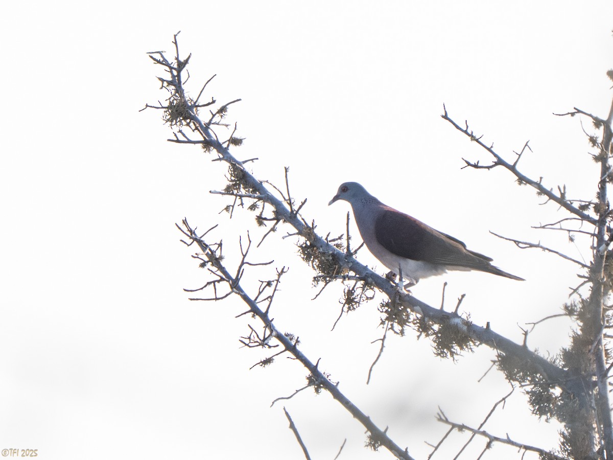 Горлиця мадагаскарська - ML644501151