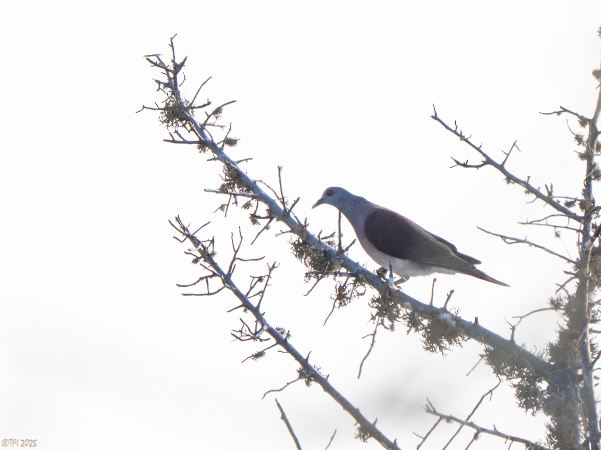 Горлиця мадагаскарська - ML644501153