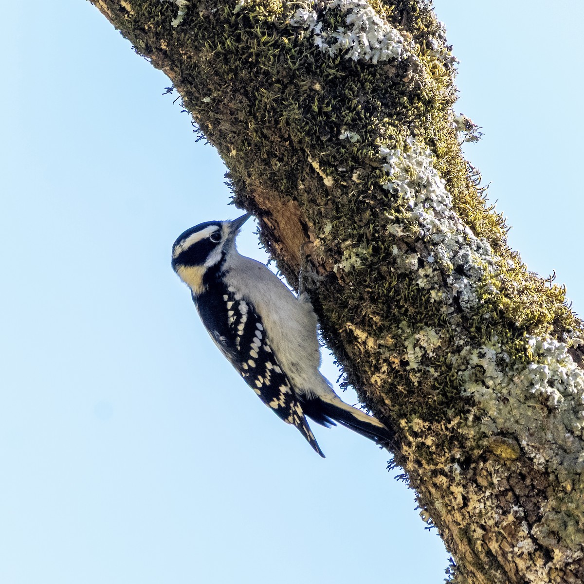 Downy Woodpecker - ML644501154