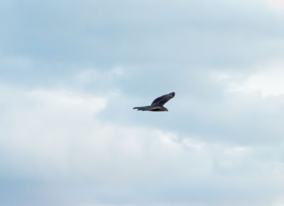 Northern Harrier - ML644501158