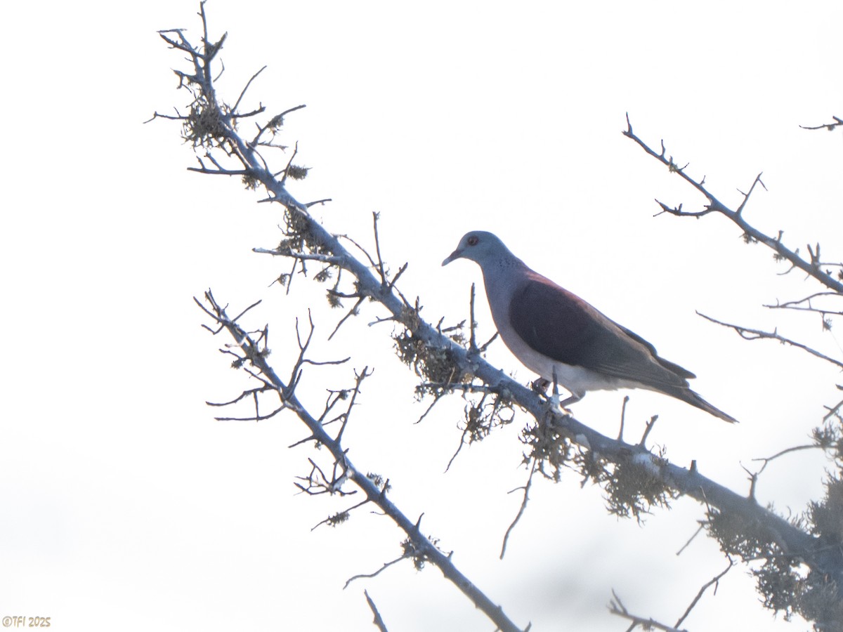 Горлиця мадагаскарська - ML644501160