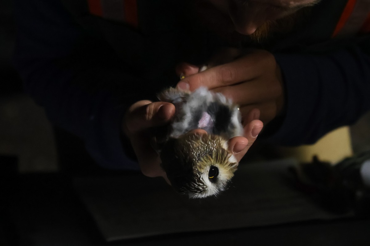 Сич північний - ML644501161