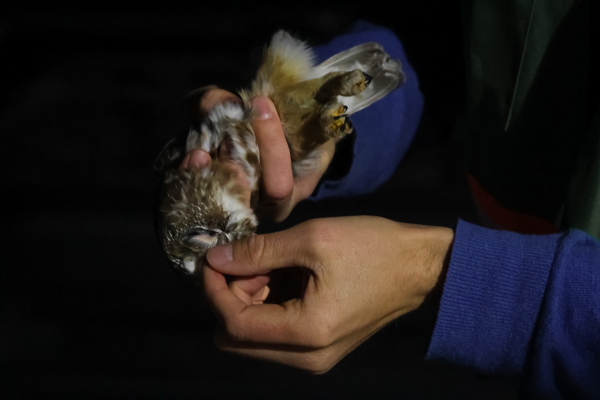 Сич північний - ML644501162