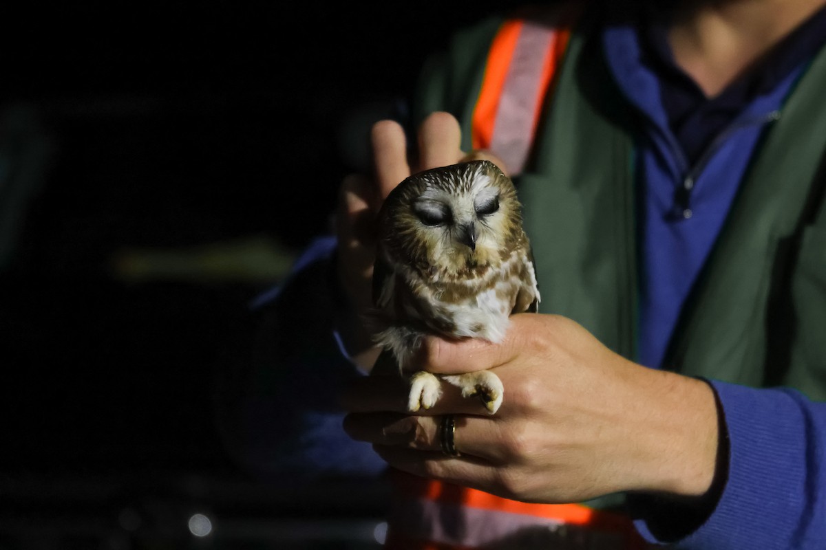 Сич північний - ML644501163