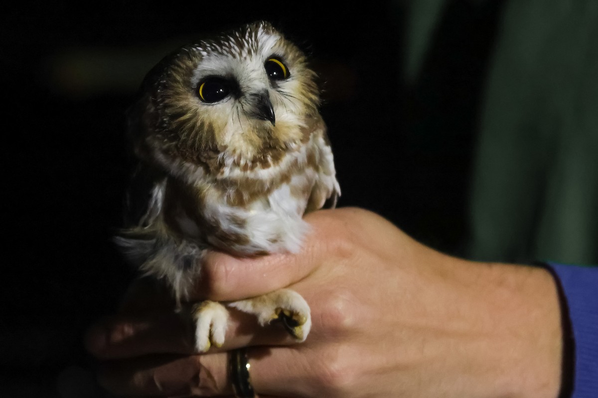 Сич північний - ML644501164