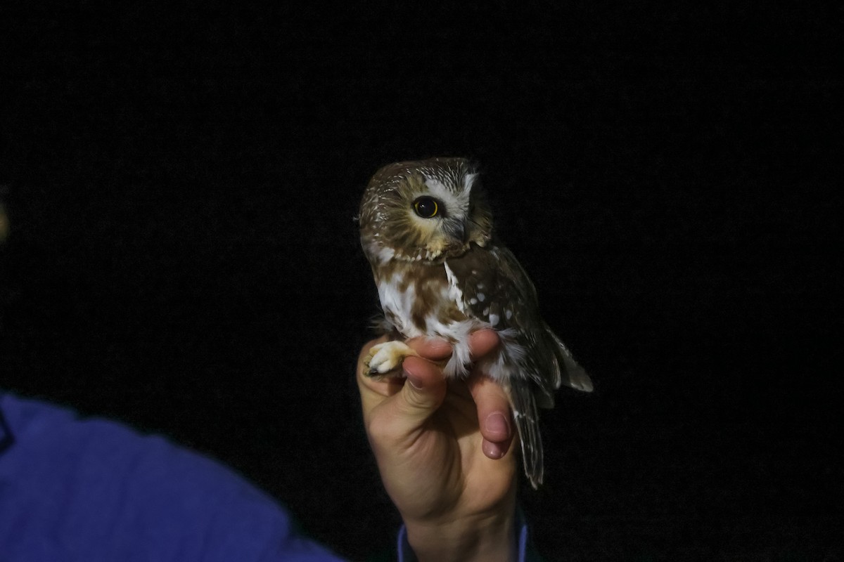 Сич північний - ML644501166