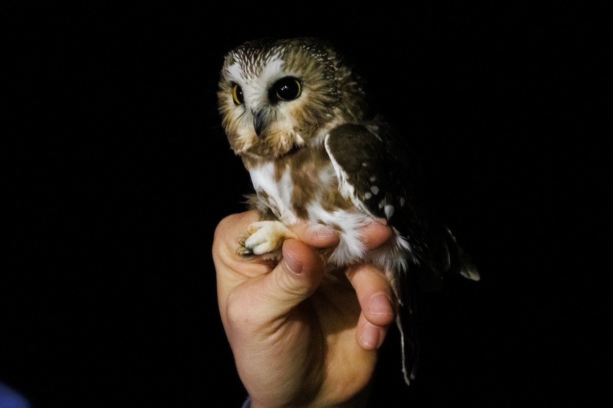 Сич північний - ML644501167