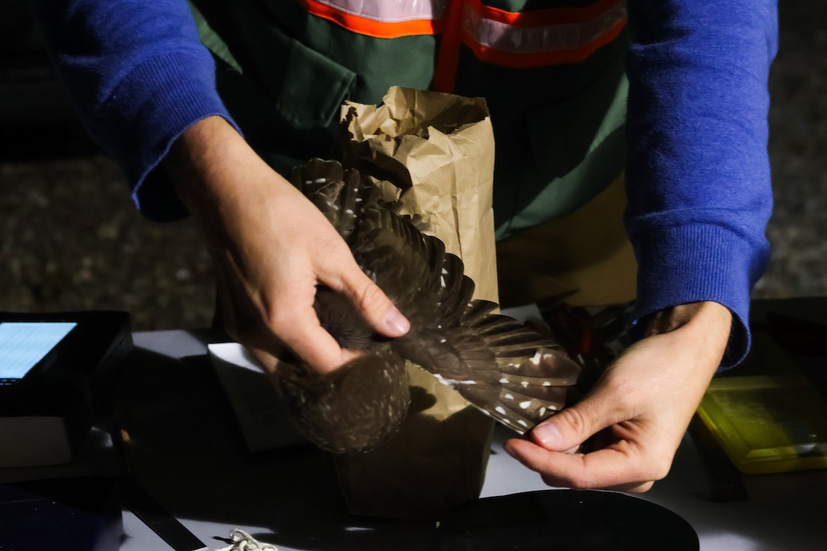 Сич північний - ML644501168