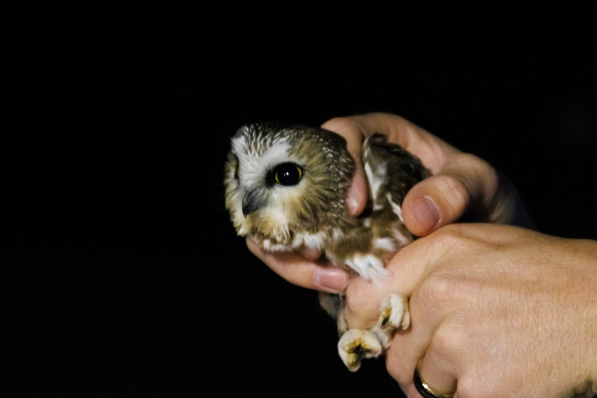 Сич північний - ML644501169