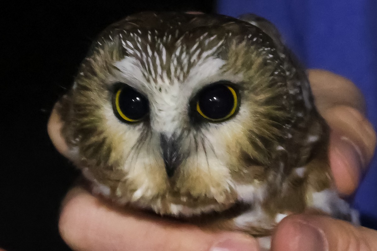 Сич північний - ML644501170