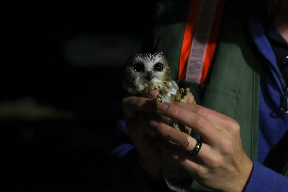 Сич північний - ML644501171