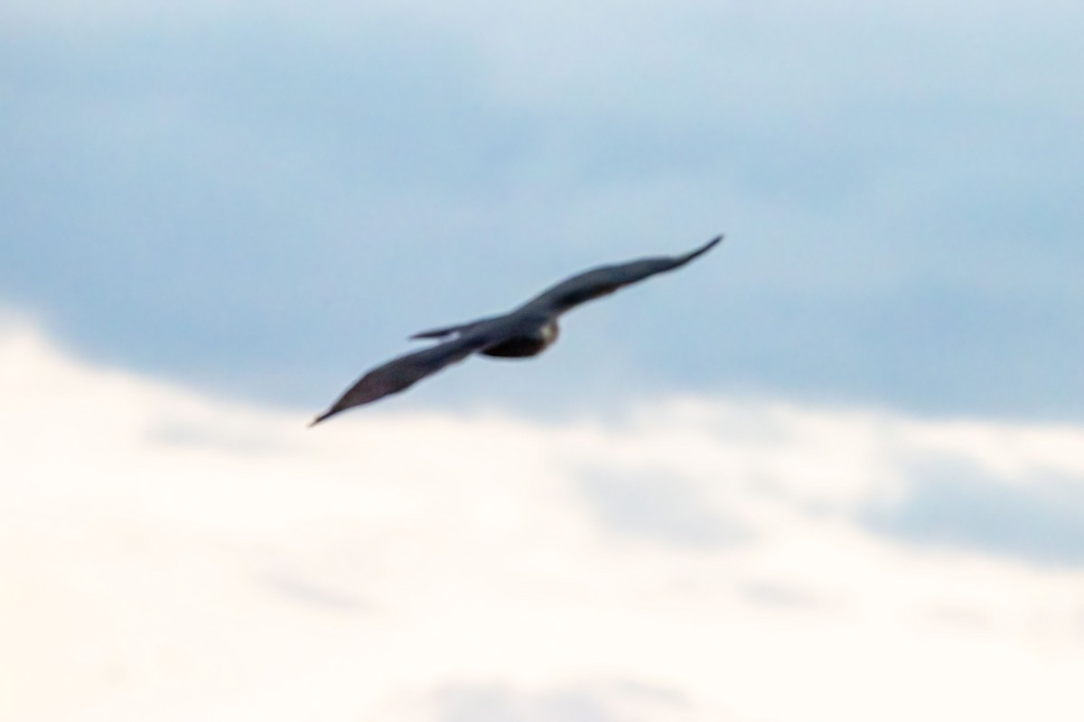 Northern Harrier - ML644501172