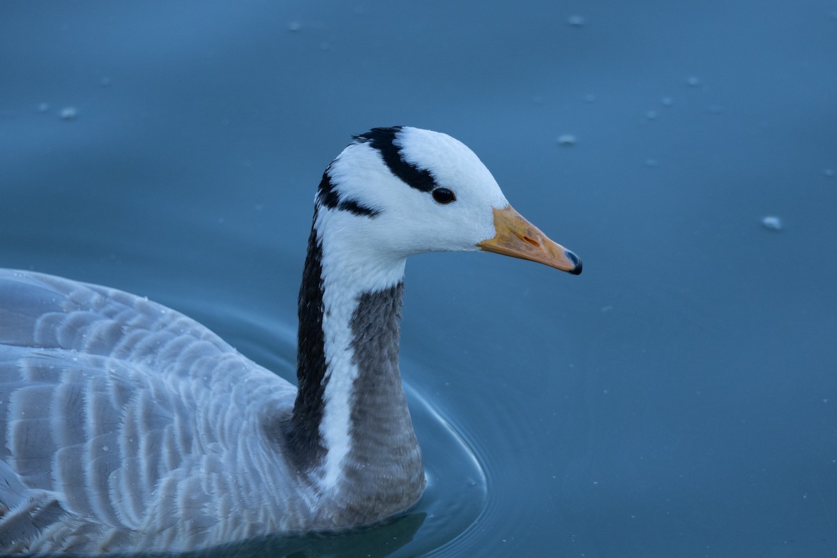 Гуска гірська - ML644501173