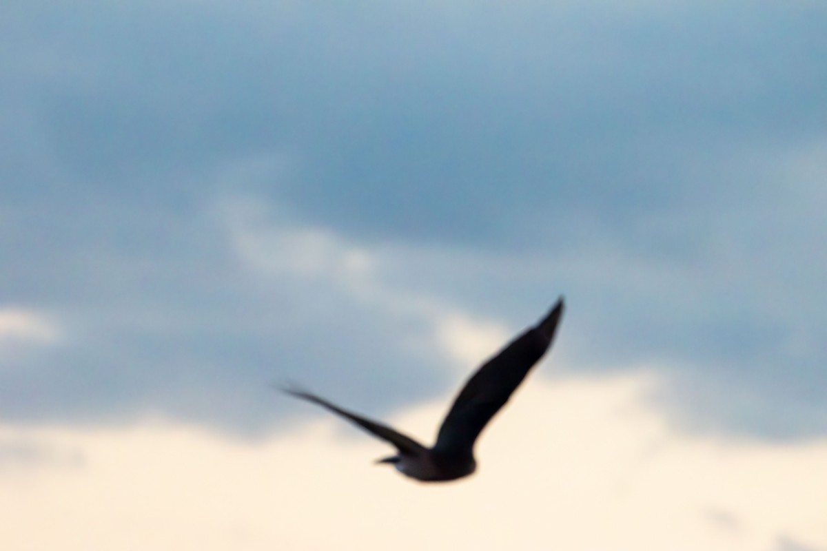 Northern Harrier - ML644501177