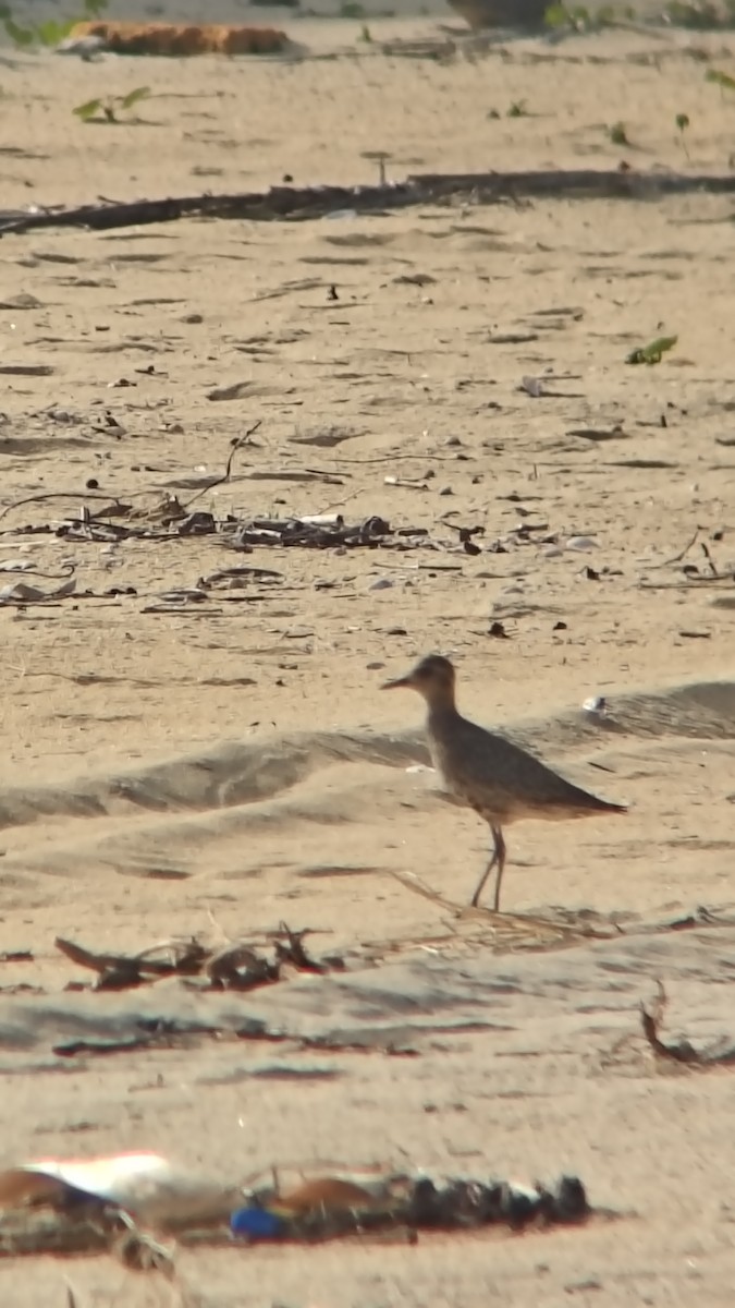 Азийн сүвээ цагаан - ML644501187